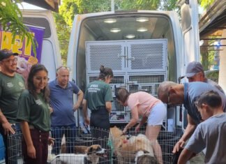 Hortolândia terá mais uma Feira Pet de adoção responsável